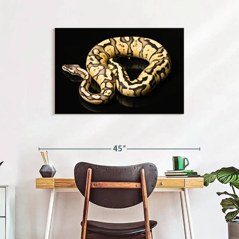Brampt Female Python Snake, 24" H x 36" W