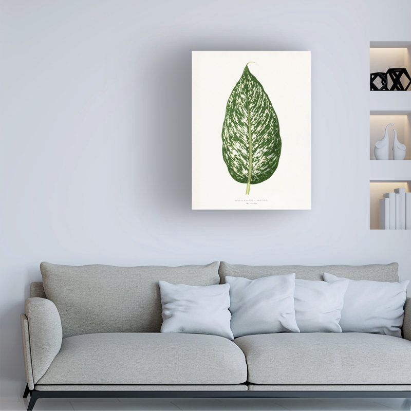 Rouleau de bolognaise, Les Plantes à Dieffenbachia, H 19 po x l 14 po