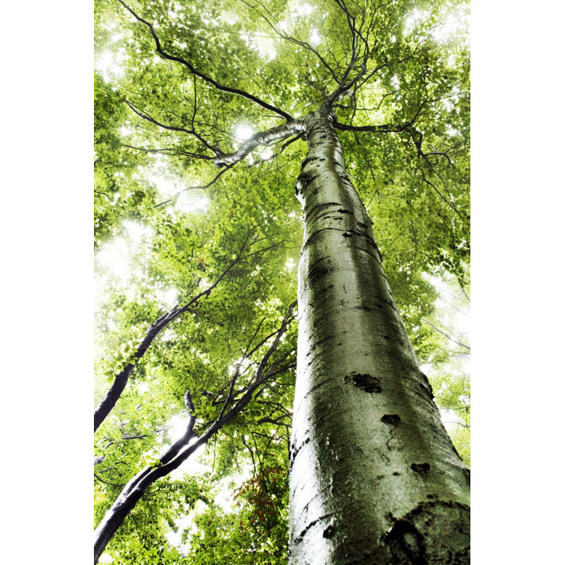 Soleil à travers les arbres par Magdasmith, H 12 po x l 8 po