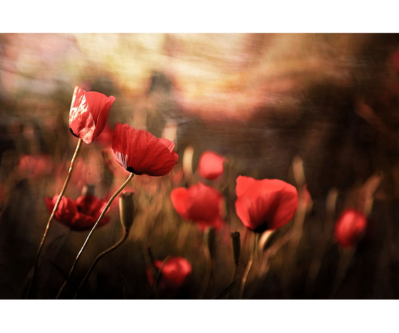 Wrapped Canvas Print, 60.96 cm H x 91.44 cm W