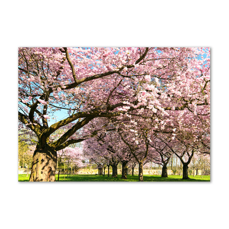 Cherry Trees - Wrapped Canvas Print