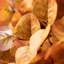 Sullivans Artificial Eucalyptus Bundle, Yellow