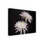 Art sur toile, Kelly Kelly-109335497