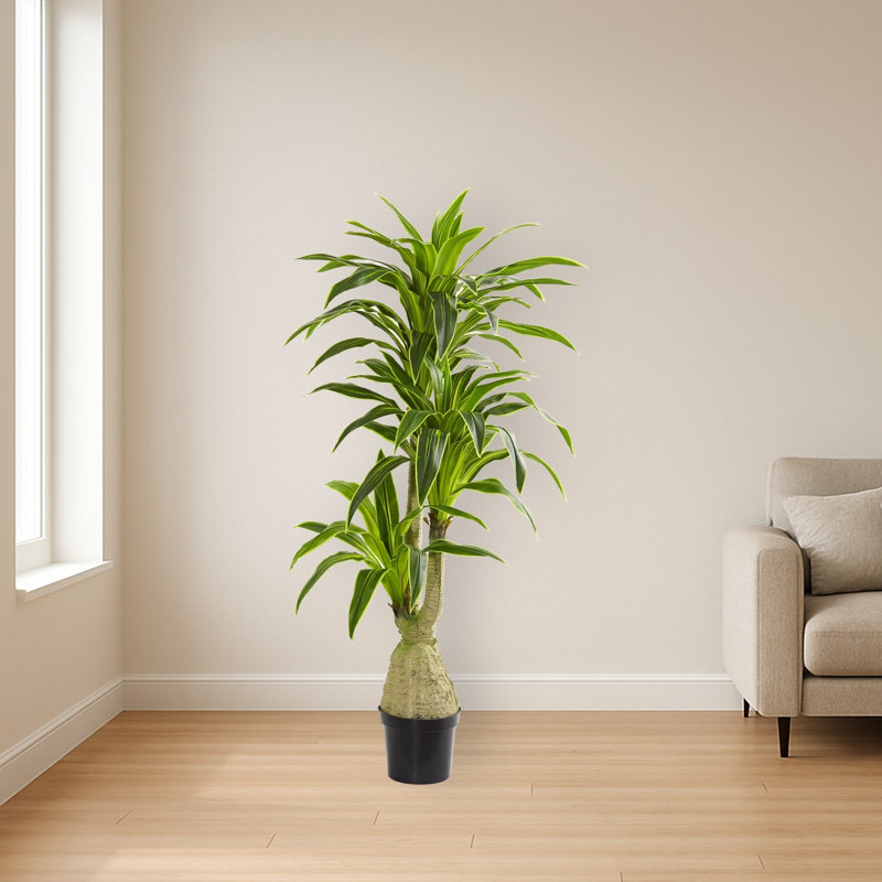 Dracaena Artificial Plant