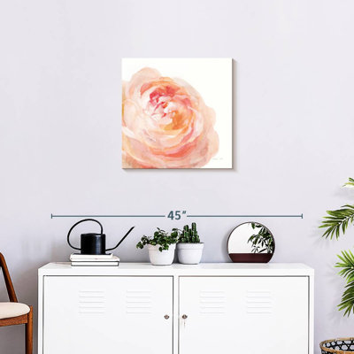 Rose de jardin sur fond blanc