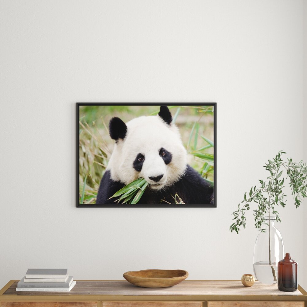 Panda isst Bambus Gerahmter Fotodruck