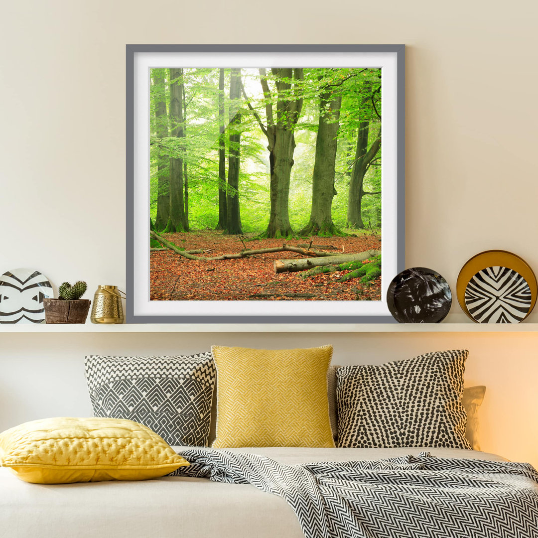 Gerahmtes Poster Beech Trees