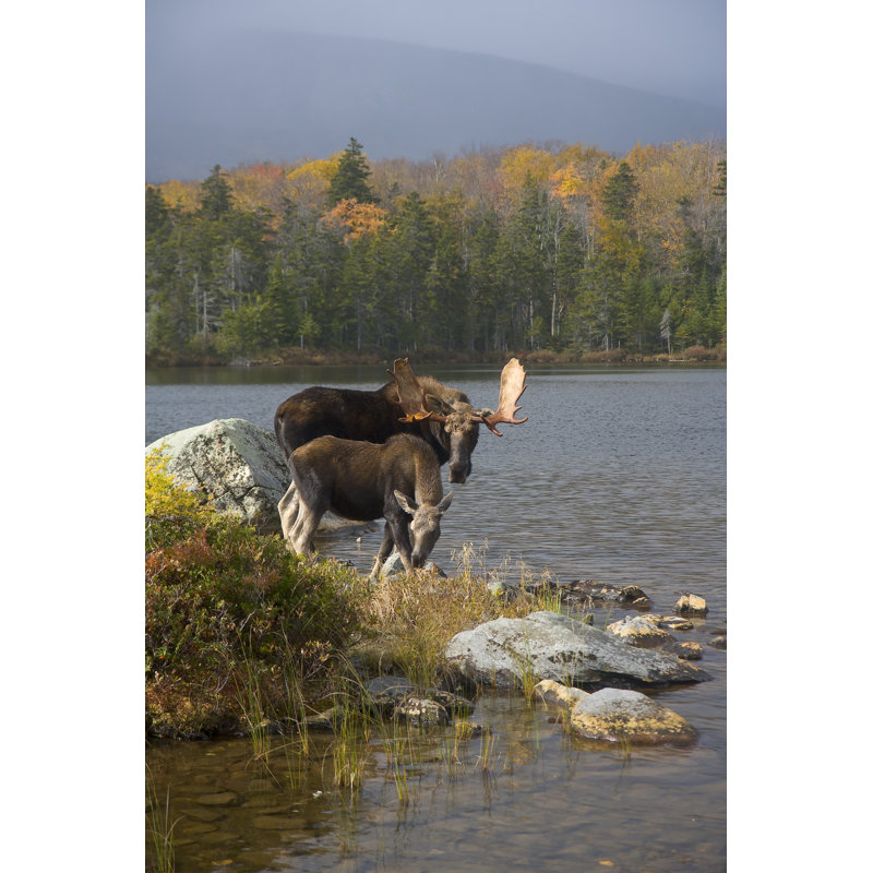 Like Father Like Son by RichardSeeley - Wrapped Canvas Print, 30cm H x 20cm W
