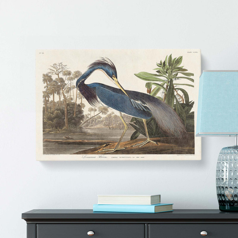 Louisiana Heron - Wrapped Canvas Print, 50cm H x 76cm W x 3cm D
