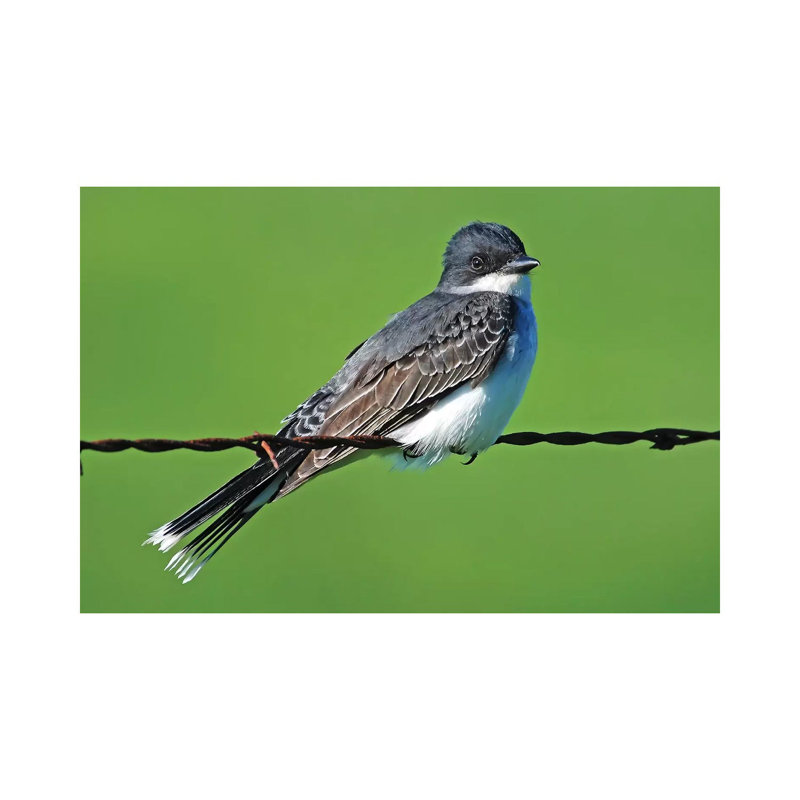 Eastern Kingbird par Brian Wolf - photographie sur toile tendue, H 12 po x l 18 po x 1,5 po