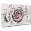 A Pale Pink Rose - Wrapped Canvas-56657532