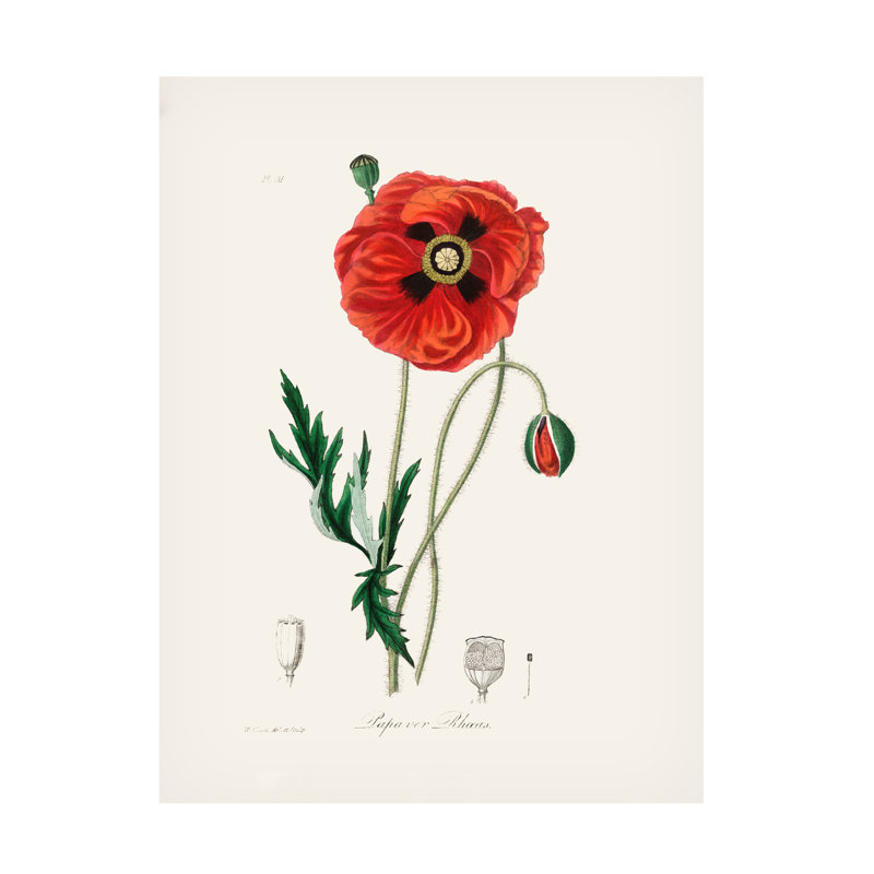 «John Stephenson And Common Poppy», art sur toile botanique, H 19 po x l 14 po