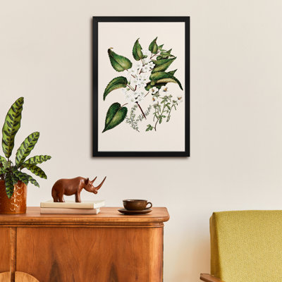 Hibiscus Trianium - Wall Art Print - Gallery Poster