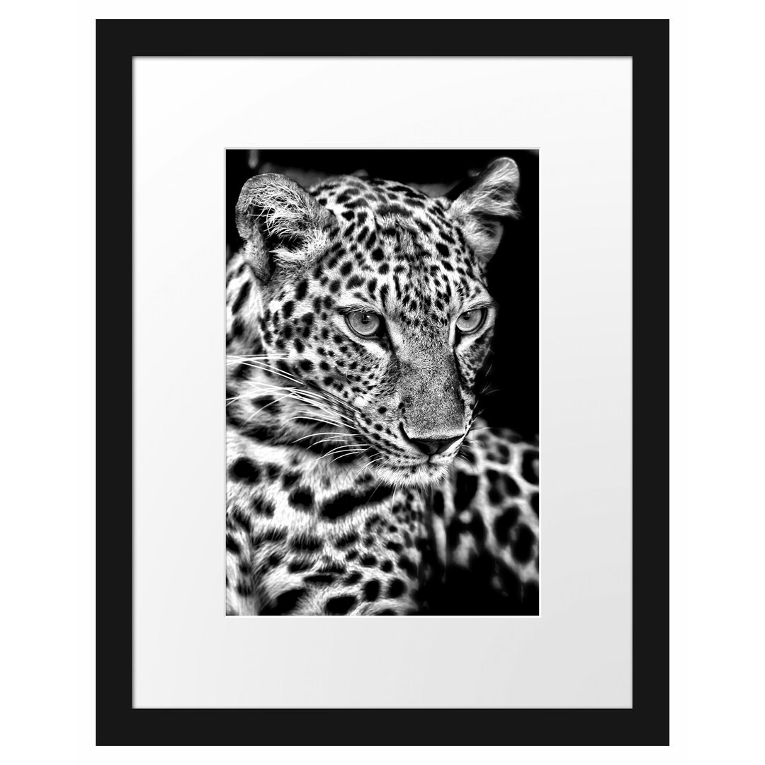 Gerahmtes Poster Leopard mit blauen Augen