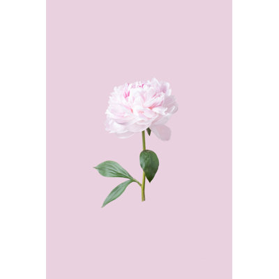 Pivoine rose par Amax Photo
