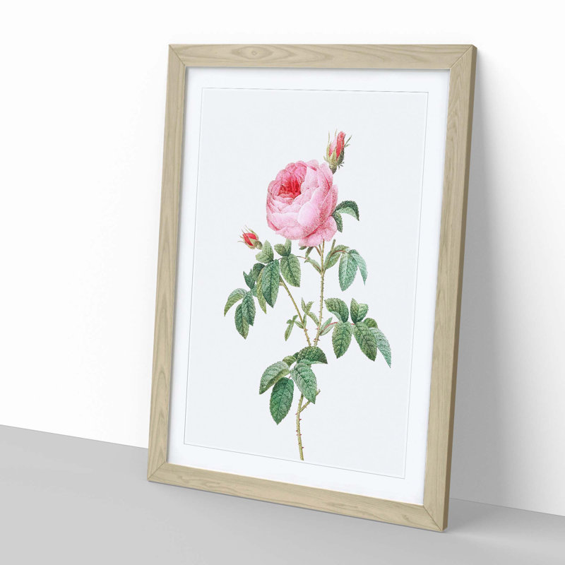 The Pink Cabbage Rose by Pierre-Joseph Redoute - Picture Frame Painting Print, Oak Framed, 65cm H x 48cm W x 2cm D