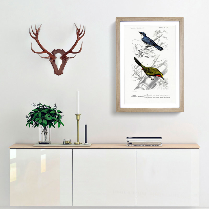 Bird Illustrations PL. 2A by Charles d Orbigny - Framed Print, Oak Framed, 33cm H x 24cm W x 2cm D