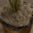 Areca Palm Silk Tree