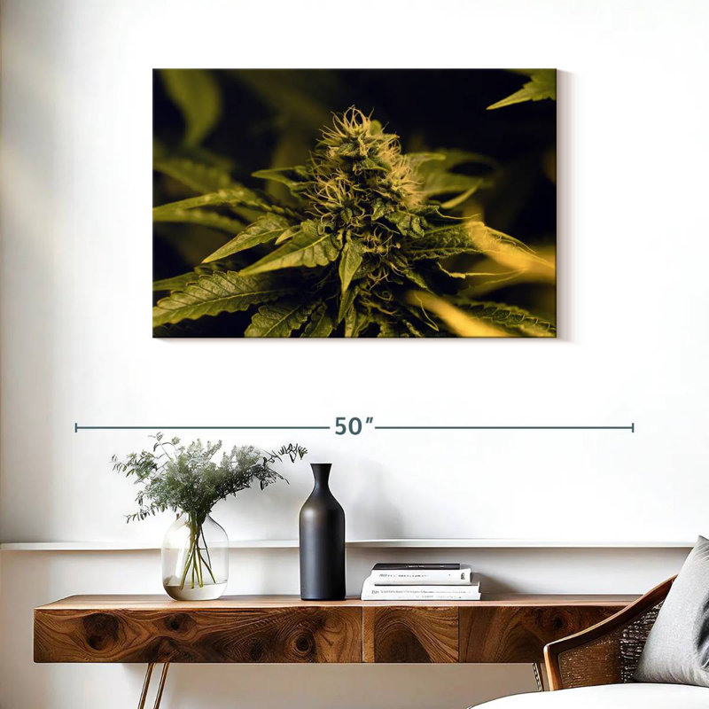 Floraison d'une plante de marihuana, H 8 po x l 12 po