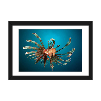 « close-haut of a lionfish gorontalo, indonésie », reproduction de photo sur toile