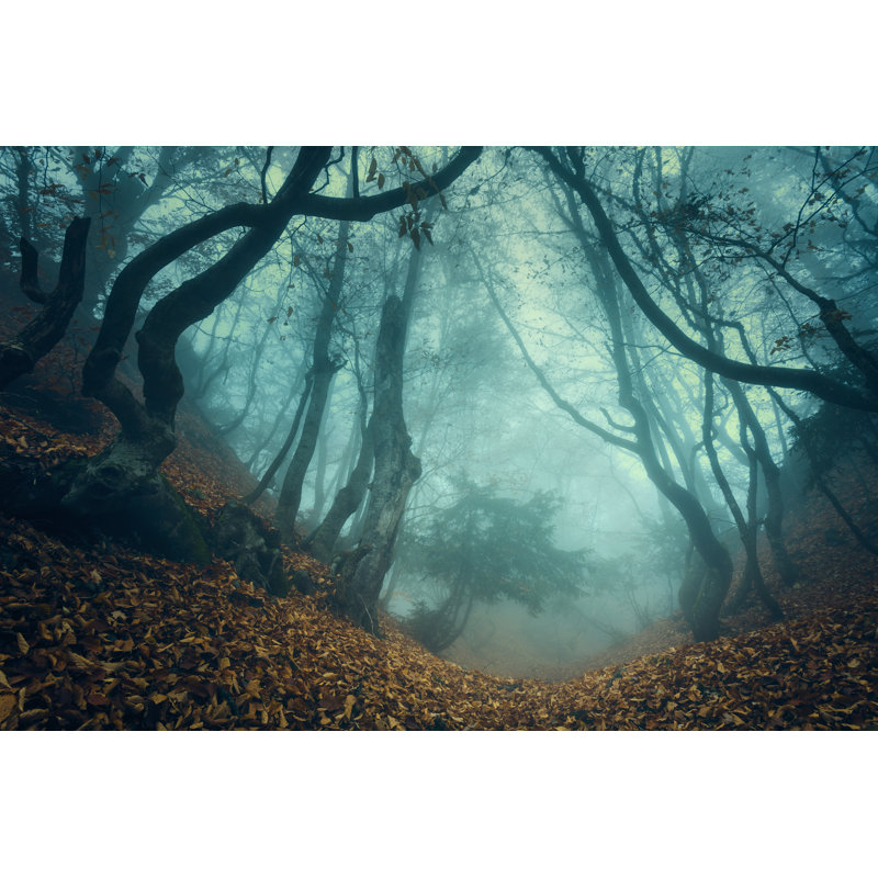 Trail Through A Mysterious Dark Old Forest In Fog by Pniesen - Wrapped Canvas Print, 30cm H x 46cm W