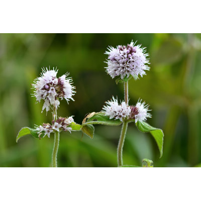 Water Mint by Ian_Redding - Wrapped Canvas Print