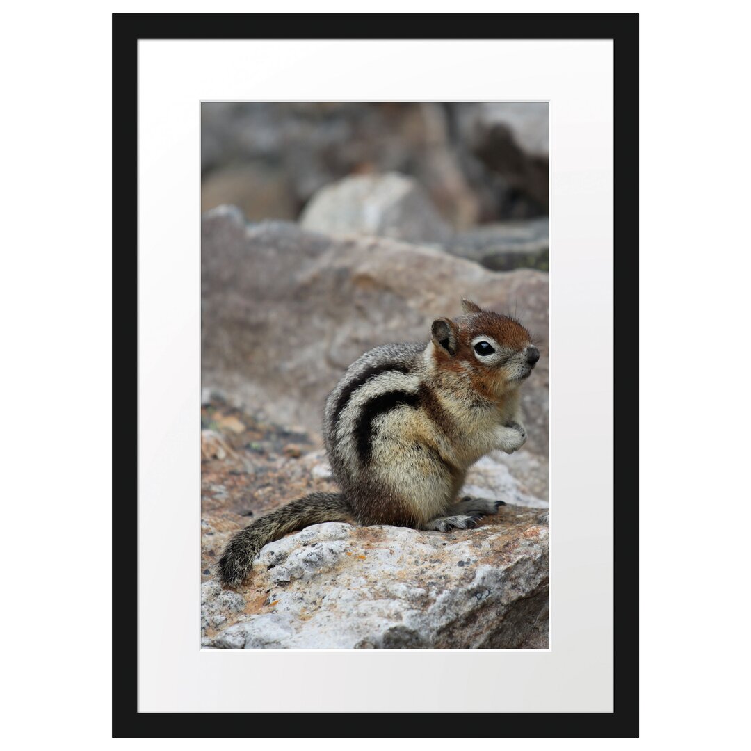 Gerahmtes Poster Schüchternes Streifenhörnchen