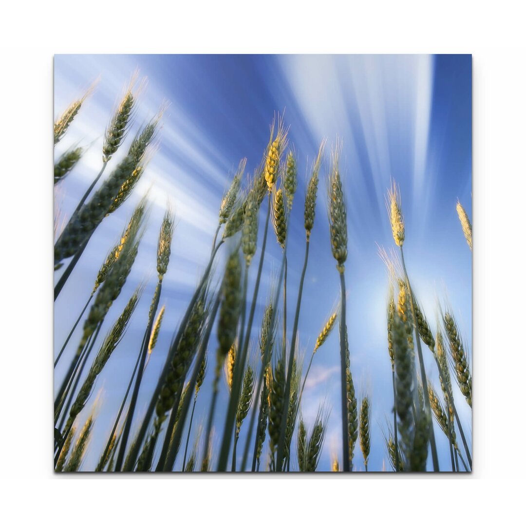 Leinwandbild Weizenfeld im Frühling – Nahaufnahme