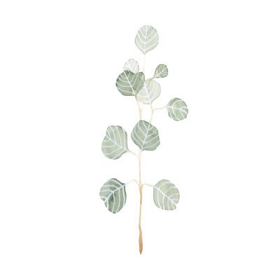 Douce branche d'eucalyptus II