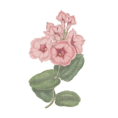 Monument Etching Tile Flowers VI by Wild Apple Portfolio - Wrapped Canvas Painting