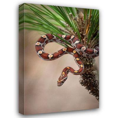 Pryor, Maresa Corn Snake in long, leaf pine A docile non, venomous snake found throughout Florida