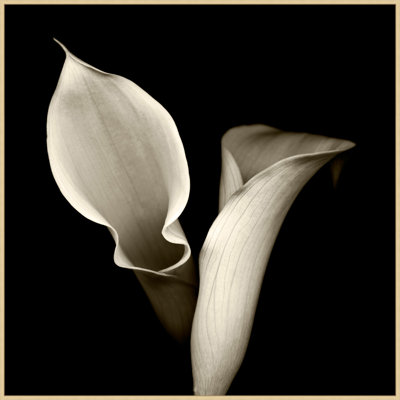 Concerto 3 Print by Lillian August