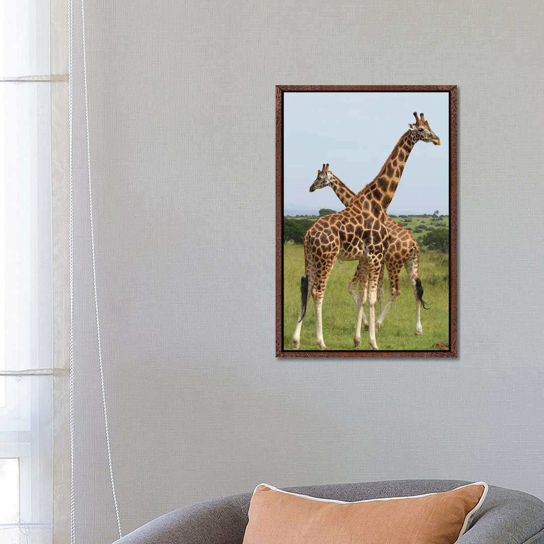 Rothschild's Giraffe - Murchison Falls National Park, Uganda, Afrika von Ramona Heiner - Galerie-verpackte Leinwand Gicl...