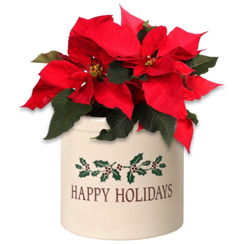 Happy Holidays Holly Ceramic Pot Planter, Yes