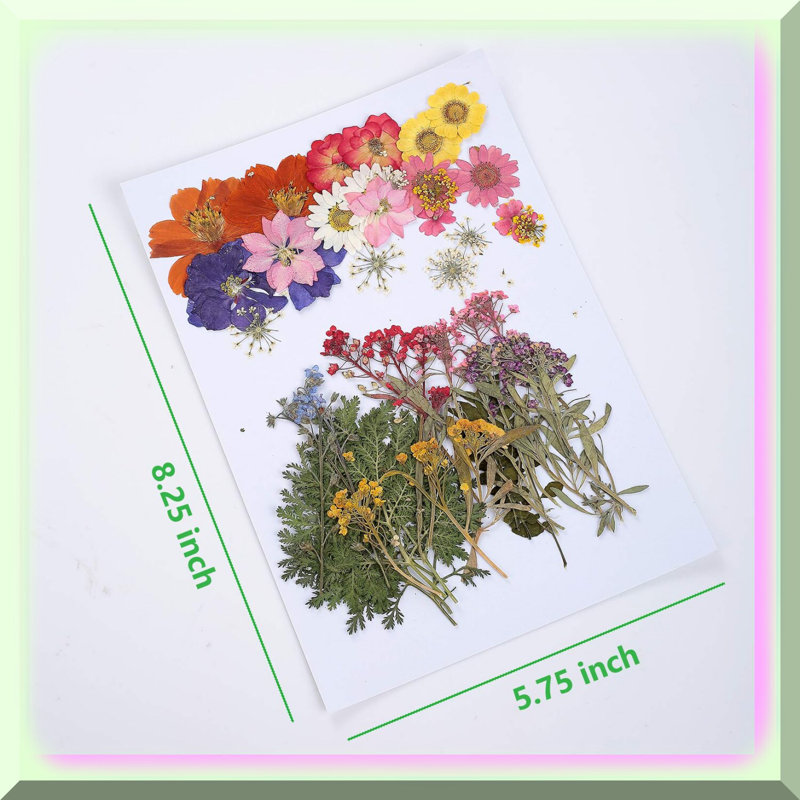 Assorted Real Dried Pressed Flowers Leaf Set 48PCS