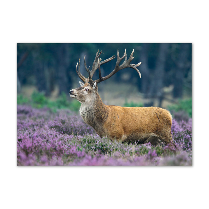Deer Among Lavender - Wrapped Canvas Print