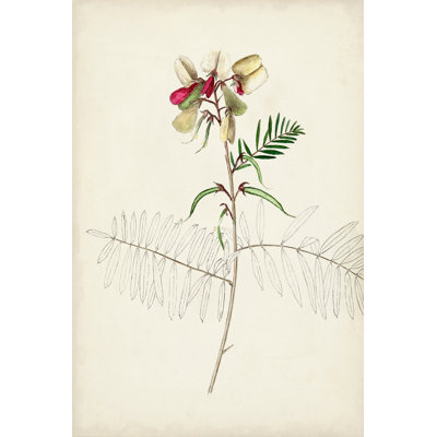 Botanical Sketches II - Graphic Art Print