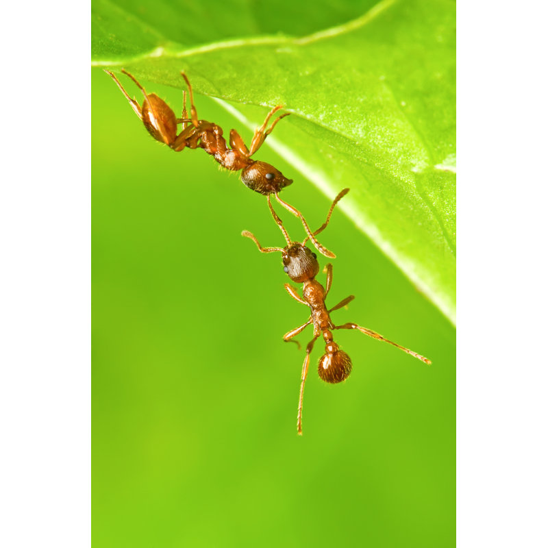 Ants - Wrapped Canvas Print, 76cm H x 51cm W x 3.8cm D