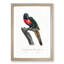 The Plum-Headed Parakeet by F. Levaillant - Picture Frame Painting Print-55639688-55639689