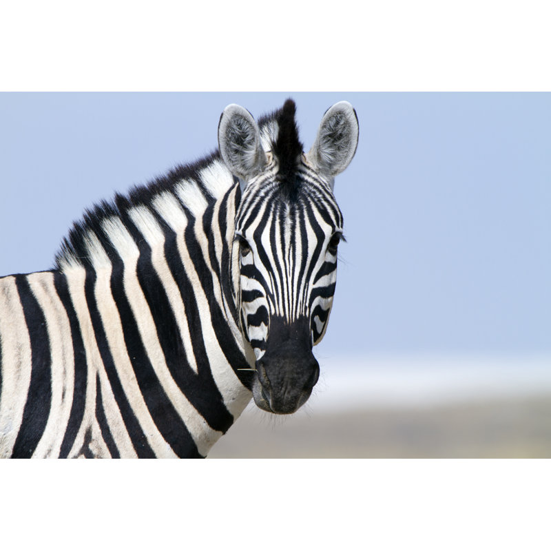 Zebra Looking At Camera by Angelika - Wrapped Canvas Print, 30cm H x 46cm W x 3.8cm D