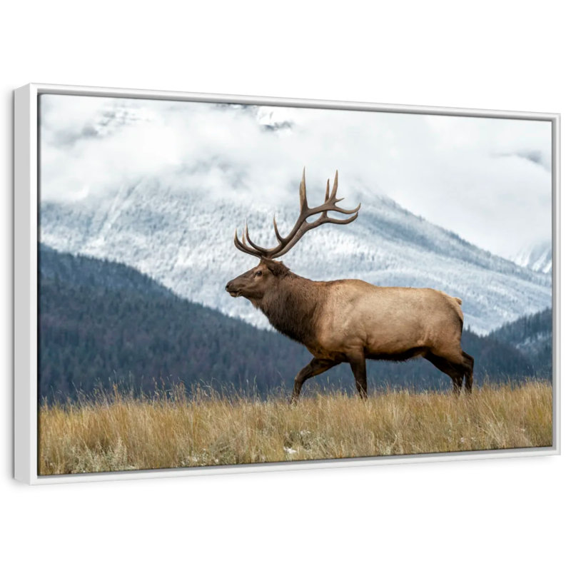 Brampt Mountain Bull Elk, 17" H x 25" W