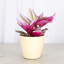 Live Tradescantia Nanouk Plant-2018534585