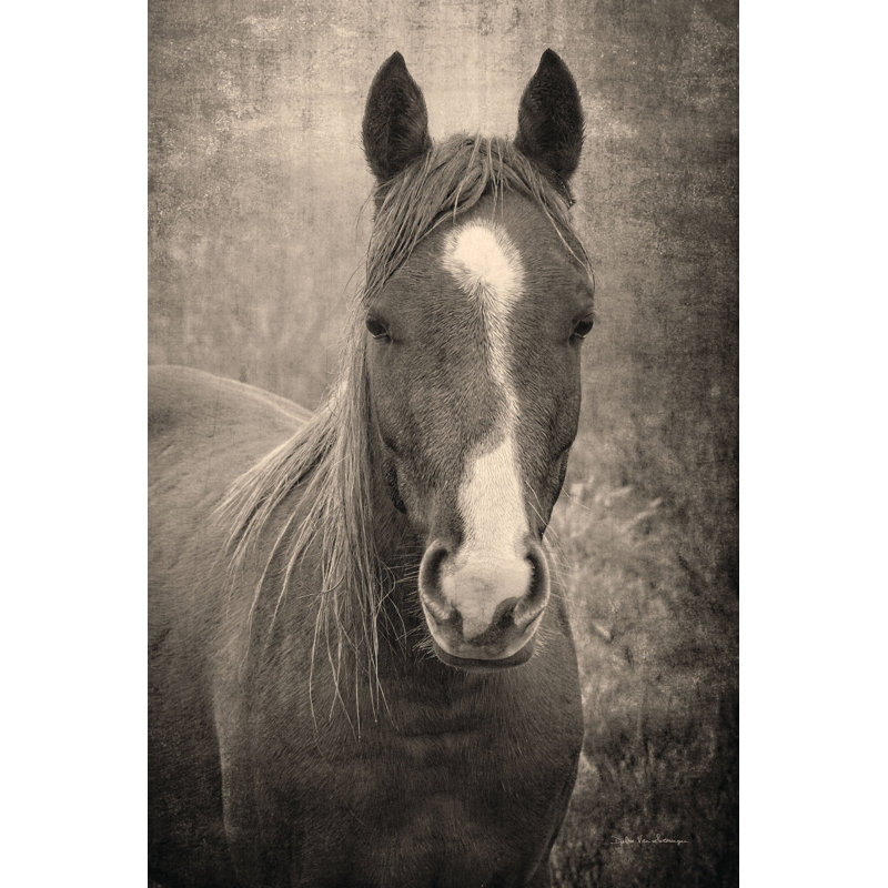 Here's Looking at You II by Debra Van Swearingen - Photograph, 122 cm H x 81 cm W, Wrapped Canvas