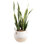 Snake Plant in Planter