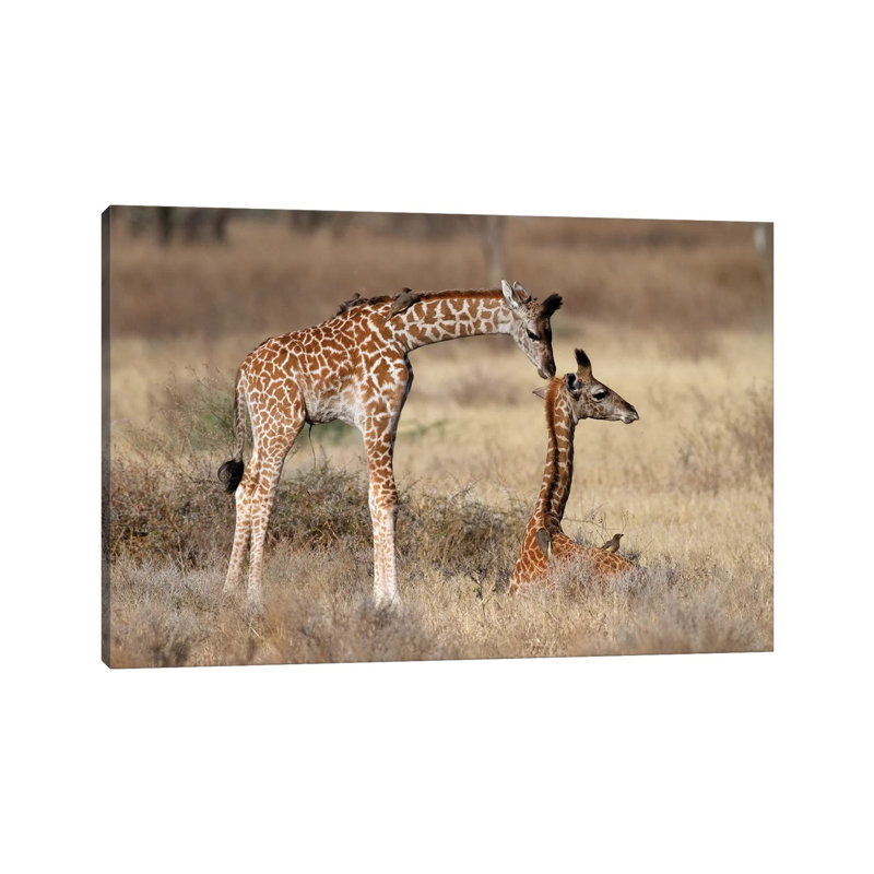 Giraffe Babies Greeting by Mogens Trolle - Wrapped Canvas Print, 20.32 cm H x 30.48 cm W
