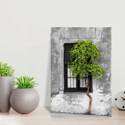 Green colour Pop Tree in front of the window of a house Calle San Jose Colonia Del Sacramento Uruguay 1 Piece Wrapped Canvas Wall Art