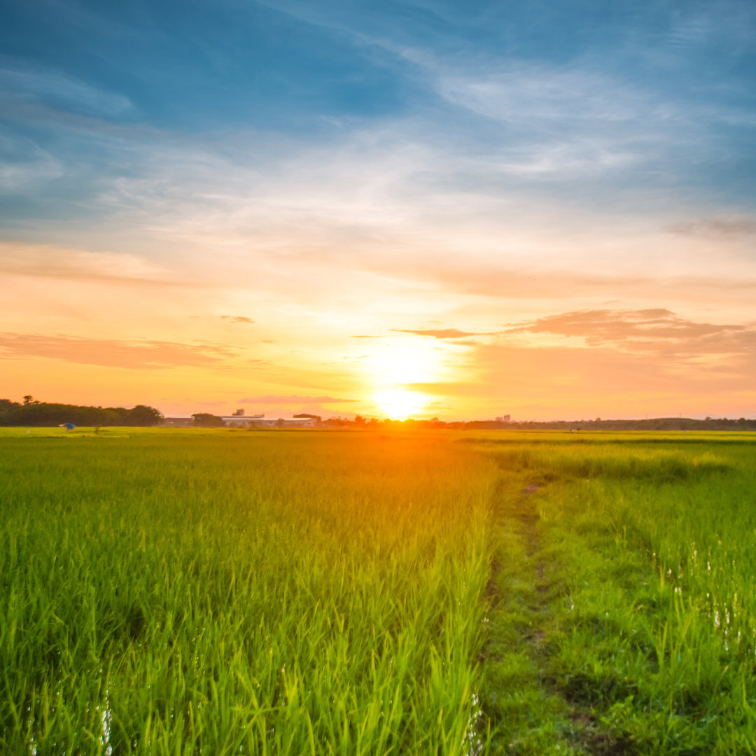 Grünes Reisfeld mit Abendhimmel - Leinwandbild