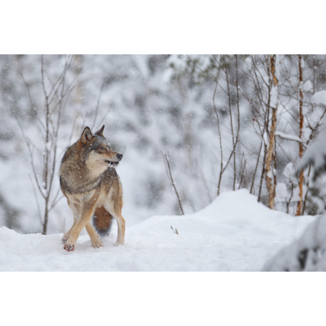 Wolf im Winter von KaidoKarner - Druck auf Leinwand ohne Rahmen