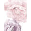 Adhésif décoratif fleur-1663158149