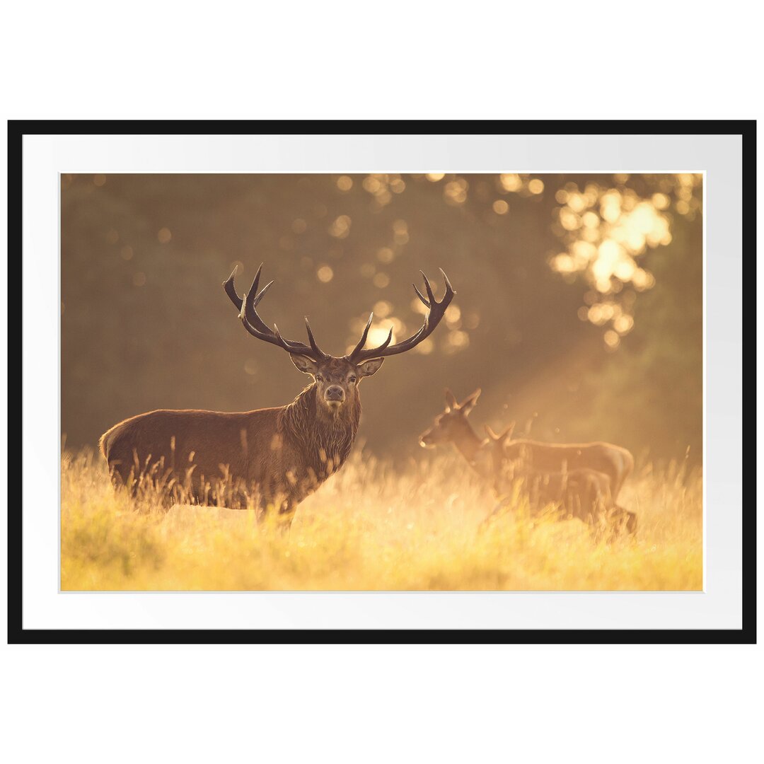 Gerahmtes Papierbild Rotwild im Goldenen Morgenlicht